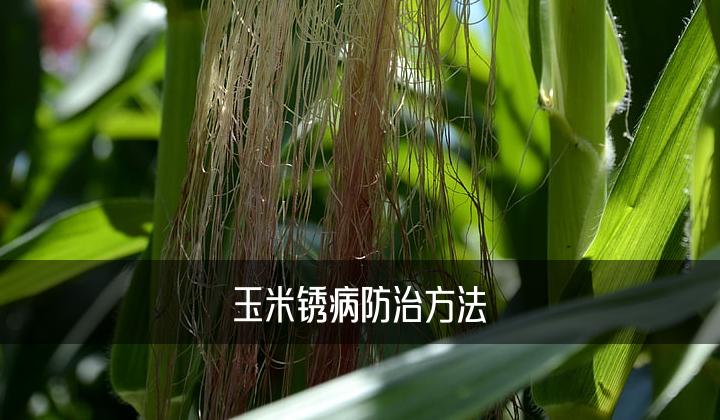 玉米锈病防治方法丰乐种业